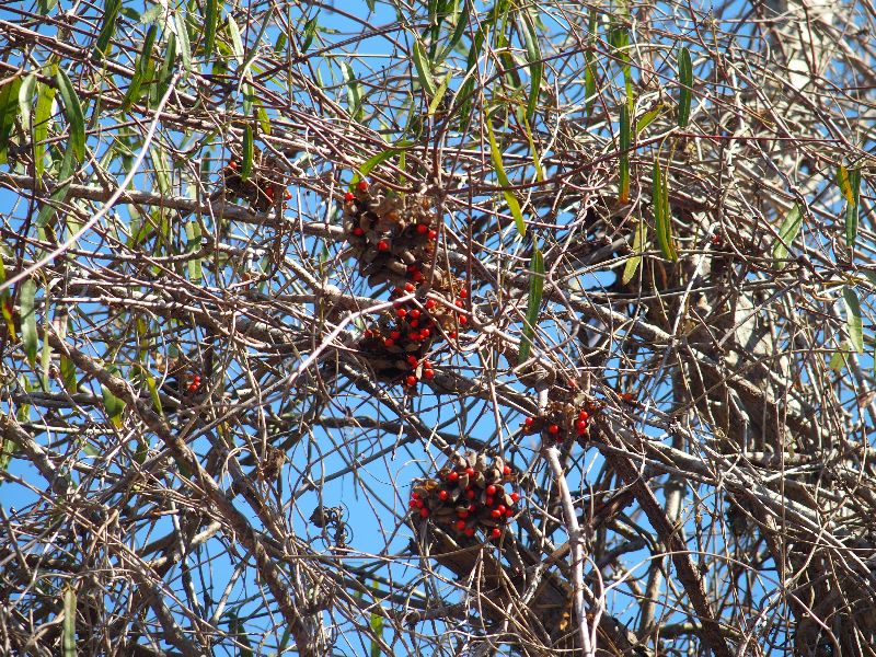 Dal Madagascar: Abrus precatorius (Fabaceae)